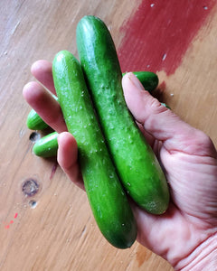 Green Fingers Slicing Cucumber Seeds