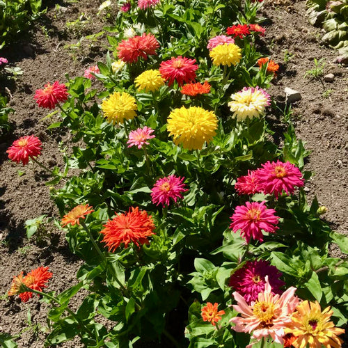 Cactus Mix Zinnia Flower Seeds