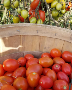 Paste Cousin Martina Tomato Seeds