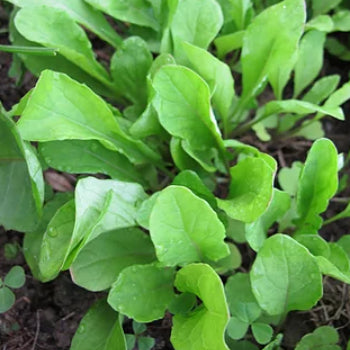 Astro Arugula Seeds