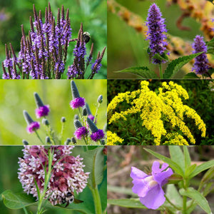 Seed Bombs - Butterfly Garden