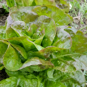 Green Baquieu Butterhead Seeds