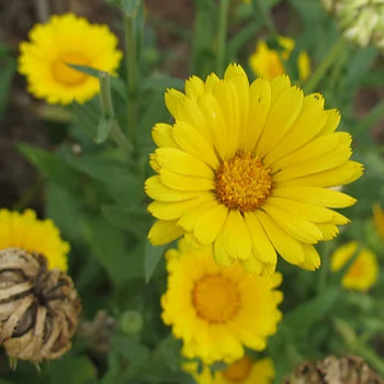 Calendula Flower Seeds