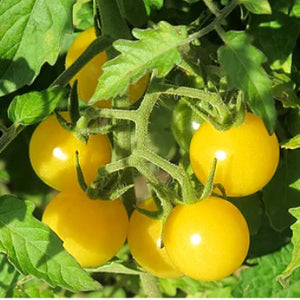 Coyote Cherry Tomato Seeds