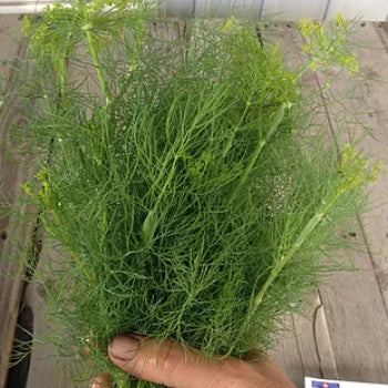 Bouquet Dill Seeds