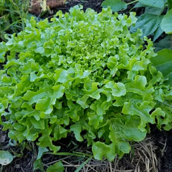 Green Gold Rush Lettuce Seeds