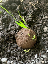 Seed Bombs - Bee Zen Blend