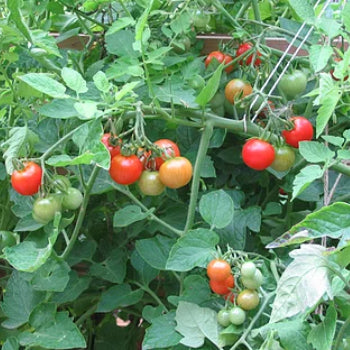 Peacevine Cherry Tomato Seeds