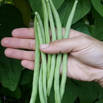 Emerite Green Pole Bean Seeds