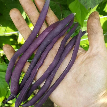 Trionfo Violetto Bean Seeds