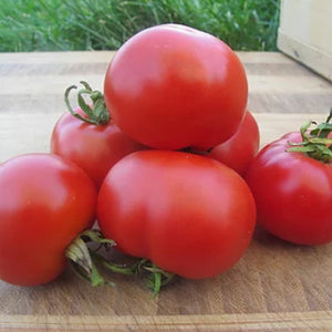 Stupice Tomato Seeds